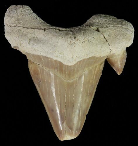 Otodus Shark Tooth Fossil - Eocene #67197